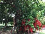 去南海神庙寻找名木古树，它们用年轮记载黄埔历史