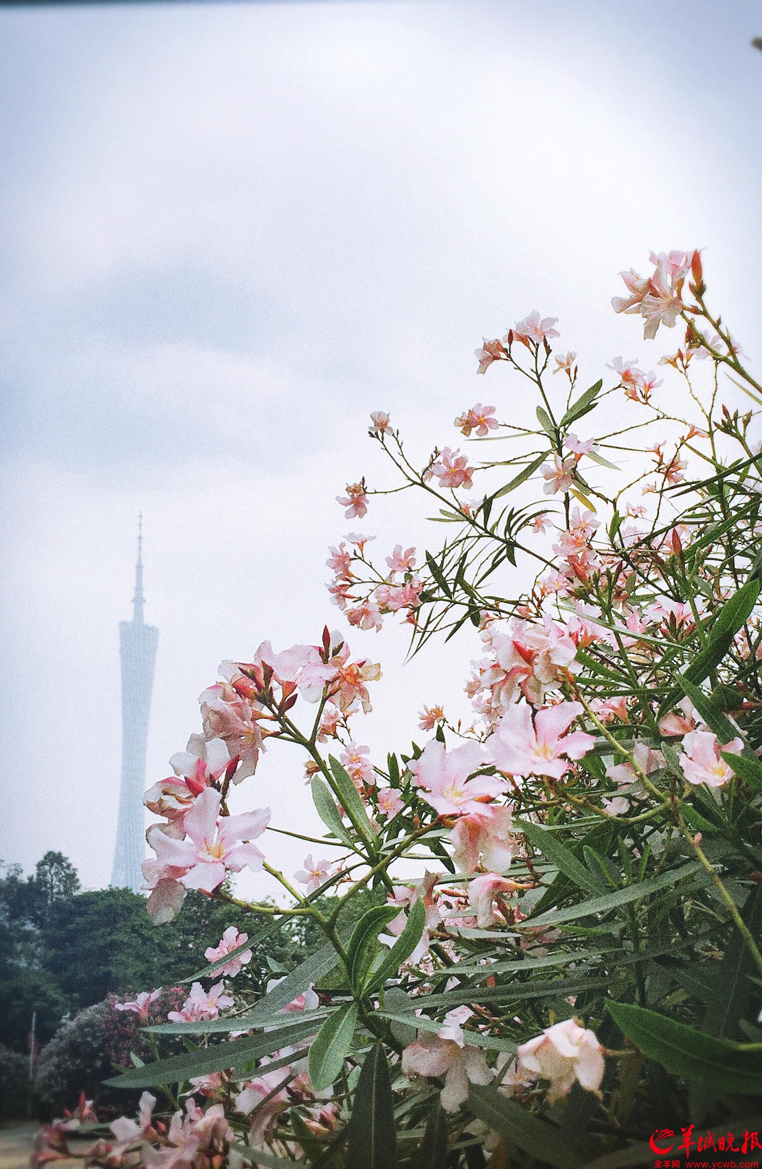 黄瑛杰      花城处处皆美景,芬芳艳丽冠南岭